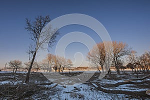 The destruction of forests in winter