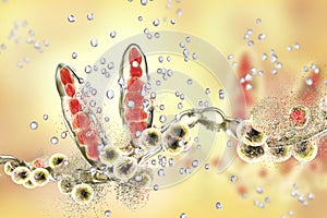 Destruction of fungus Trichophyton by silver nanoparticles