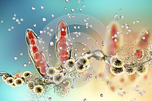 Destruction of fungus Trichophyton by silver nanoparticles