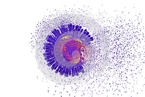 Destruction of Human Immunodeficiency Virus