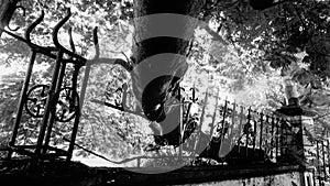 Destruction of nature. Tree trunk had to grow up against steel railings, forcing them to bend down eventually photo