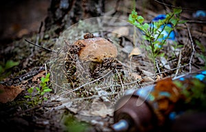 Destruction of nature. White mushroom grows in a landfill of toxic household garbage in the forest