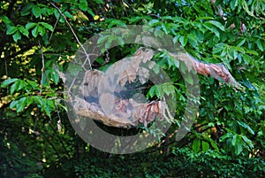 Destruction of tree branch by web worm nest