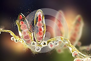 Destruction of Trichophyton fungus