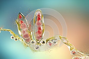 Destruction of Trichophyton fungus