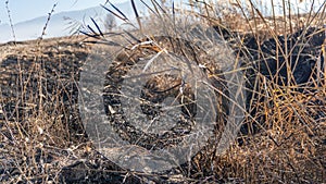 Destructive effects of fire on plants