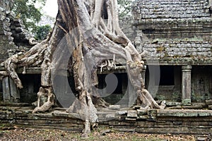 Destructive tree, Preah Khan temple, Cambodia