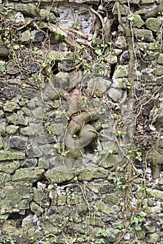 Detail of abandoned ancient Roman aqueduct with plant roots