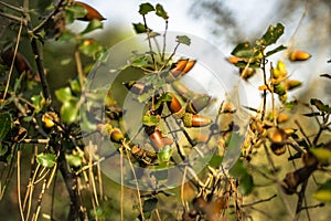 Detail of the acorns of an oak tree with a blurred background - autumnal backgroun