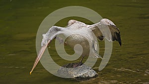 The detail of adult dalmatian pelican on Tierpark Bern