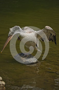 The detail of adult dalmatian pelican on Tierpark Bern