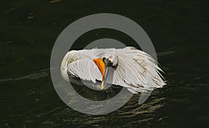The detail of adult dalmatian pelican on Tierpark Bern