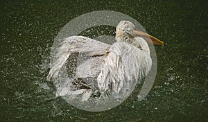 The detail of adult dalmatian pelican on Tierpark Bern