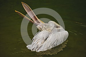 The detail of adult dalmatian pelican on Tierpark Bern