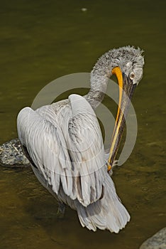 The detail of adult dalmatian pelican on Tierpark Bern