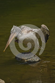 The detail of adult dalmatian pelican on Tierpark Bern photo