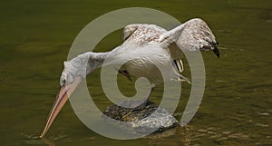 The detail of adult dalmatian pelican on Tierpark Bern photo