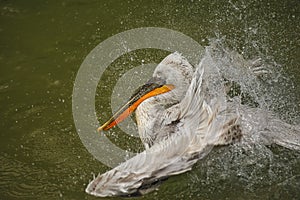 The detail of adult dalmatian pelican on Tierpark Bern photo
