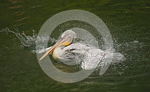 The detail of adult dalmatian pelican on Tierpark Bern photo