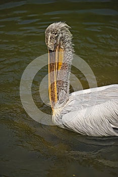 The detail of adult dalmatian pelican on Tierpark Bern photo