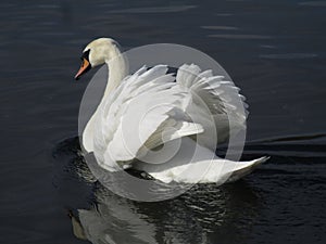 Adult swan is ruffling her feathers. photo