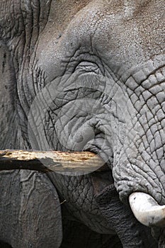 Detail of african elephant