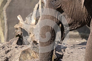 Detail African Elephant At The Artis Zoo Park At Amsterdam The Netherlands 17-3-2023