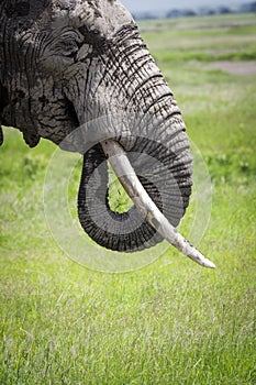 Detail of african elephant with chobot and tusks