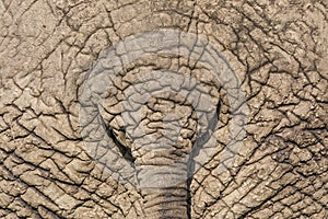 Detail of African Elephants tail