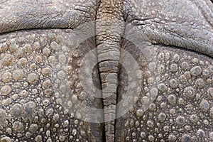 Detail of a african rhinoceros