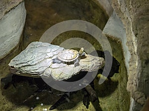 detail of african turtle