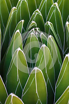Detail of Agave victoriae-reginae Queen Victoria agave, royal agave, a small species of succulent plant noted for its streaks of