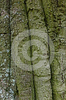 Detail of age-old beech tree trunk