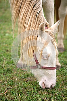 Detail of albino horse