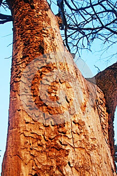 The detail from Å alinac lye near the town of Smederevo in Serbia with old trees of oak