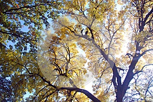 The detail from Å alinac lye with old trees of oak