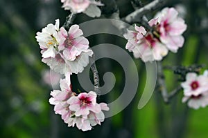 Almond blossoms in winter photo