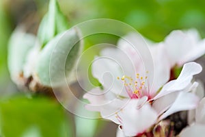 Detail of a almond flower blossom - shallow DOF