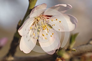 Detail of almond tree flower photo