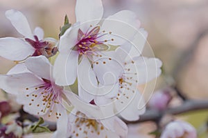 Detail of almond tree flowers photo