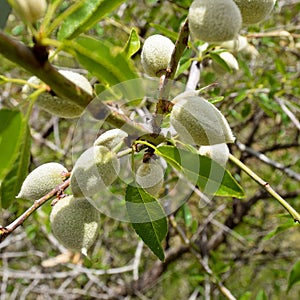 Detail of almond tree in the Gran Canarie photo