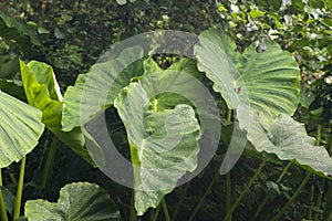 Detail of alocasia leaf with drops of dew