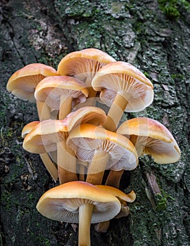 Detail of amazing edible Enokitake mushrooms