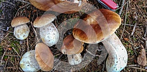 Detail of amazing mushrooms