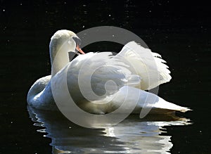 Amazing swan with white feathers and orange beak is ruffling its feathers. photo