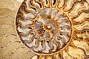 Detail of ammonite fossil shell photo