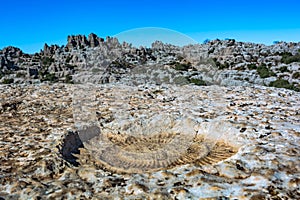 Detail of an ammonite fossil in Torcal de Antequera in Malaga, Spain, an impressive karst landscape