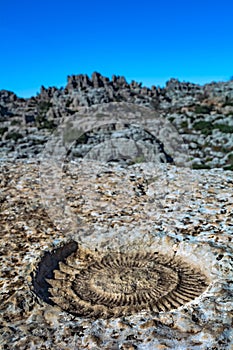 Detail of an ammonite fossil in Torcal de Antequera in Malaga, Spain, an impressive karst landscape