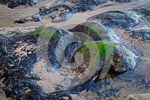 Detail of Ancient Forest on Low Hauxley Beach