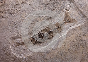Detail of an ancient fossil of a fish eating another fish